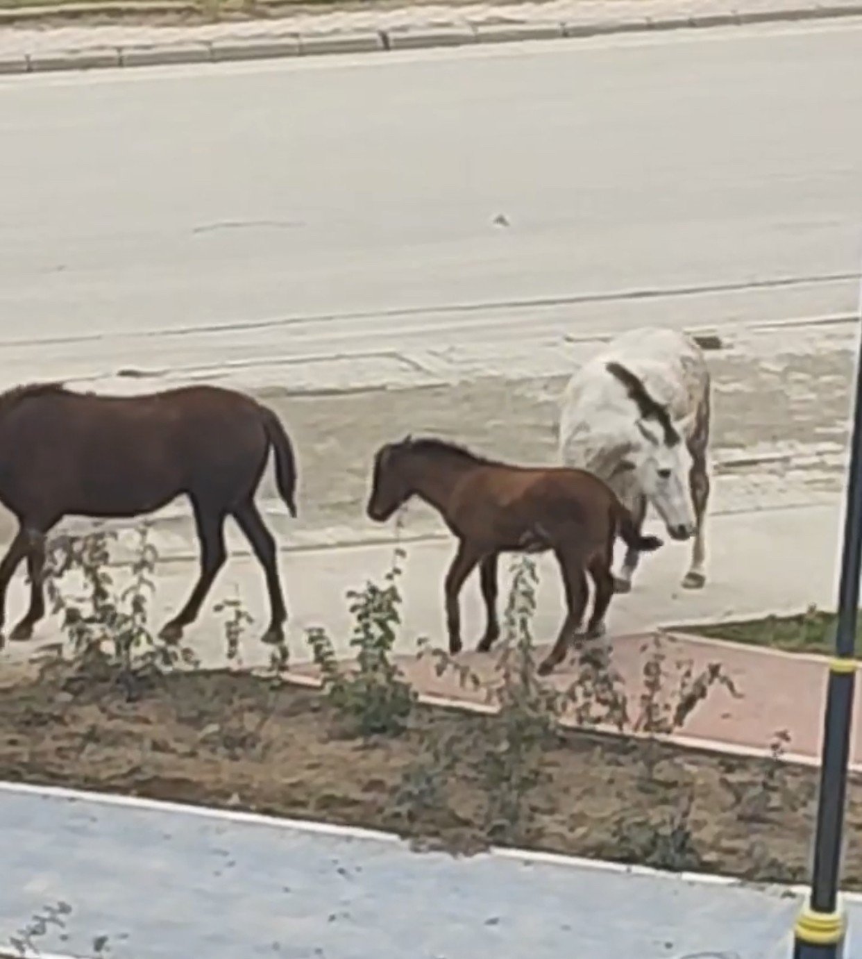 Bacağı kırık tay, tedavi altına alındı