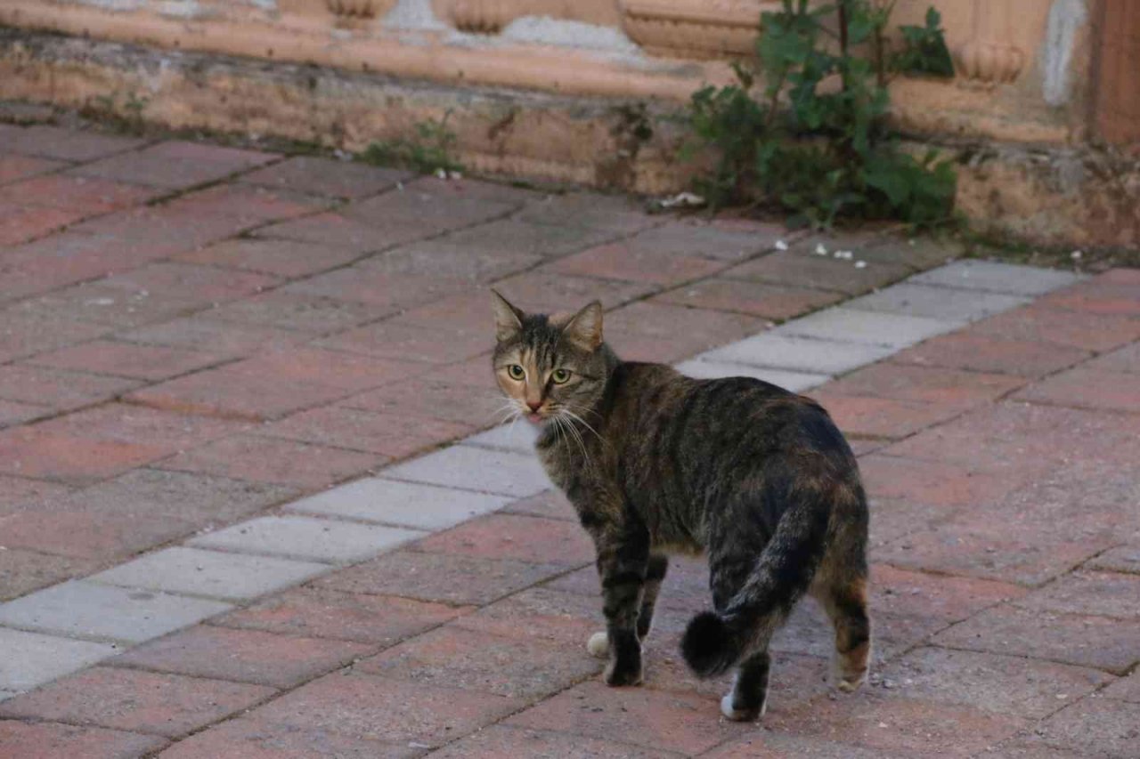 10 metrelik çam ağacında mahsur kalan kedi, ekiplere zor anlar yaşattı