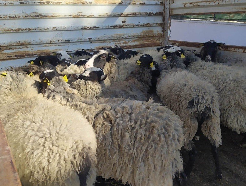 Bilecik’te sahte banka dekontla hayvan hırsızlığı yapan şahıs yakalandı