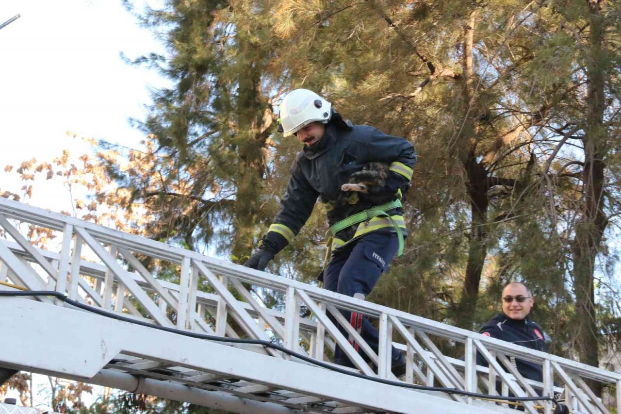 10 metrelik çam ağacında mahsur kalan kedi, ekiplere zor anlar yaşattı