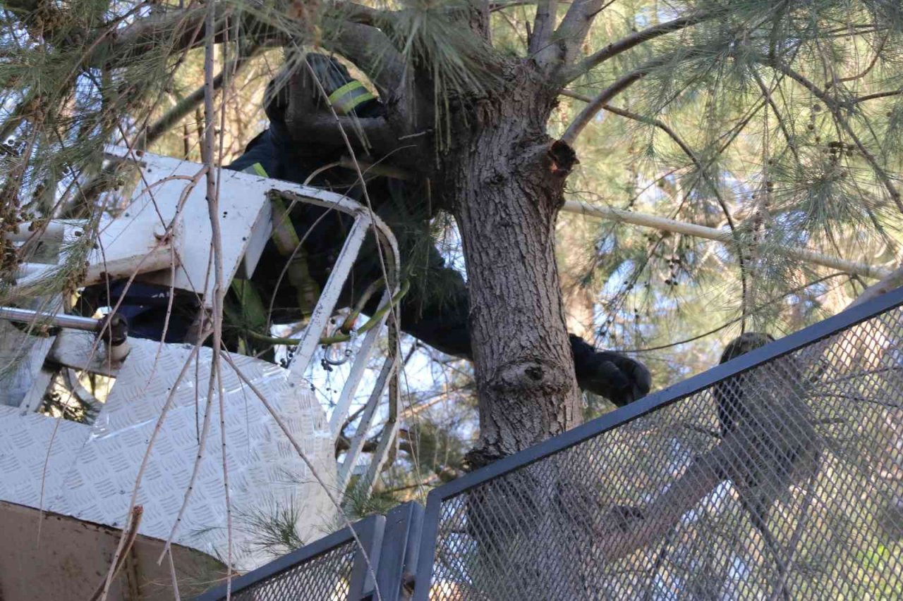 10 metrelik çam ağacında mahsur kalan kedi, ekiplere zor anlar yaşattı