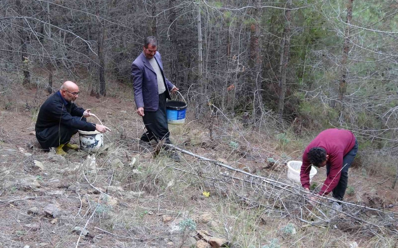 Ormanın bereketi "Kanlıca mantarı"