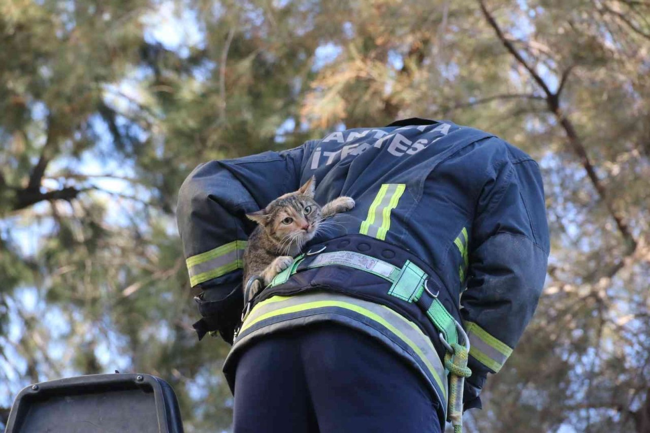 10 metrelik çam ağacında mahsur kalan kedi, ekiplere zor anlar yaşattı