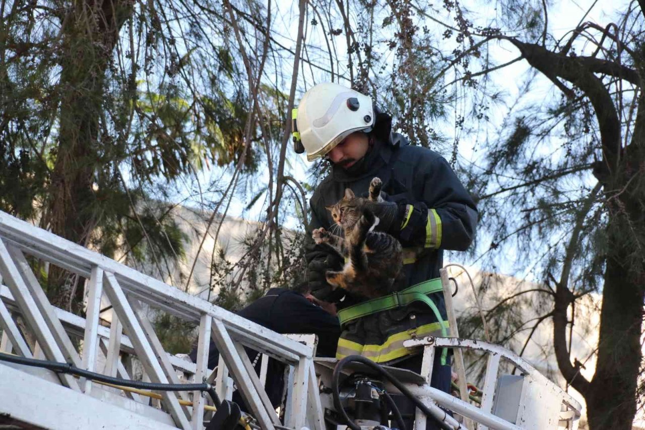 10 metrelik çam ağacında mahsur kalan kedi, ekiplere zor anlar yaşattı