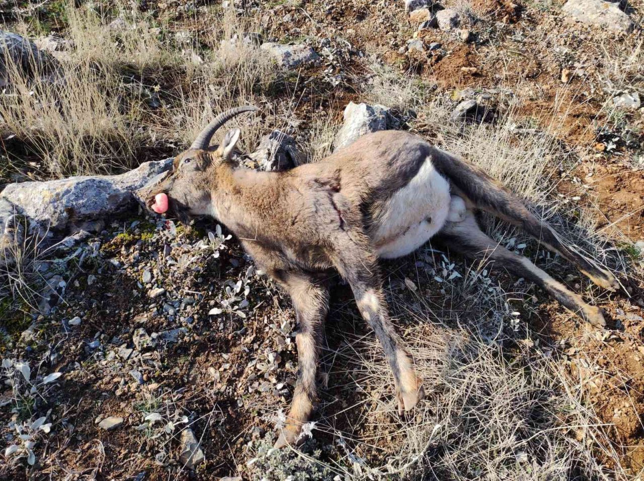 Yaban keçisi avlayan 2 kişiye 505 bin TL ceza