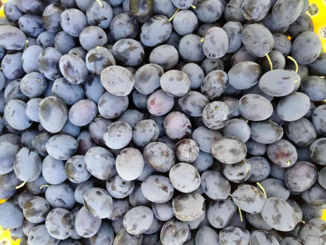 Baraj gölü deniz etkisi yaptı zeytinde bereket arttı