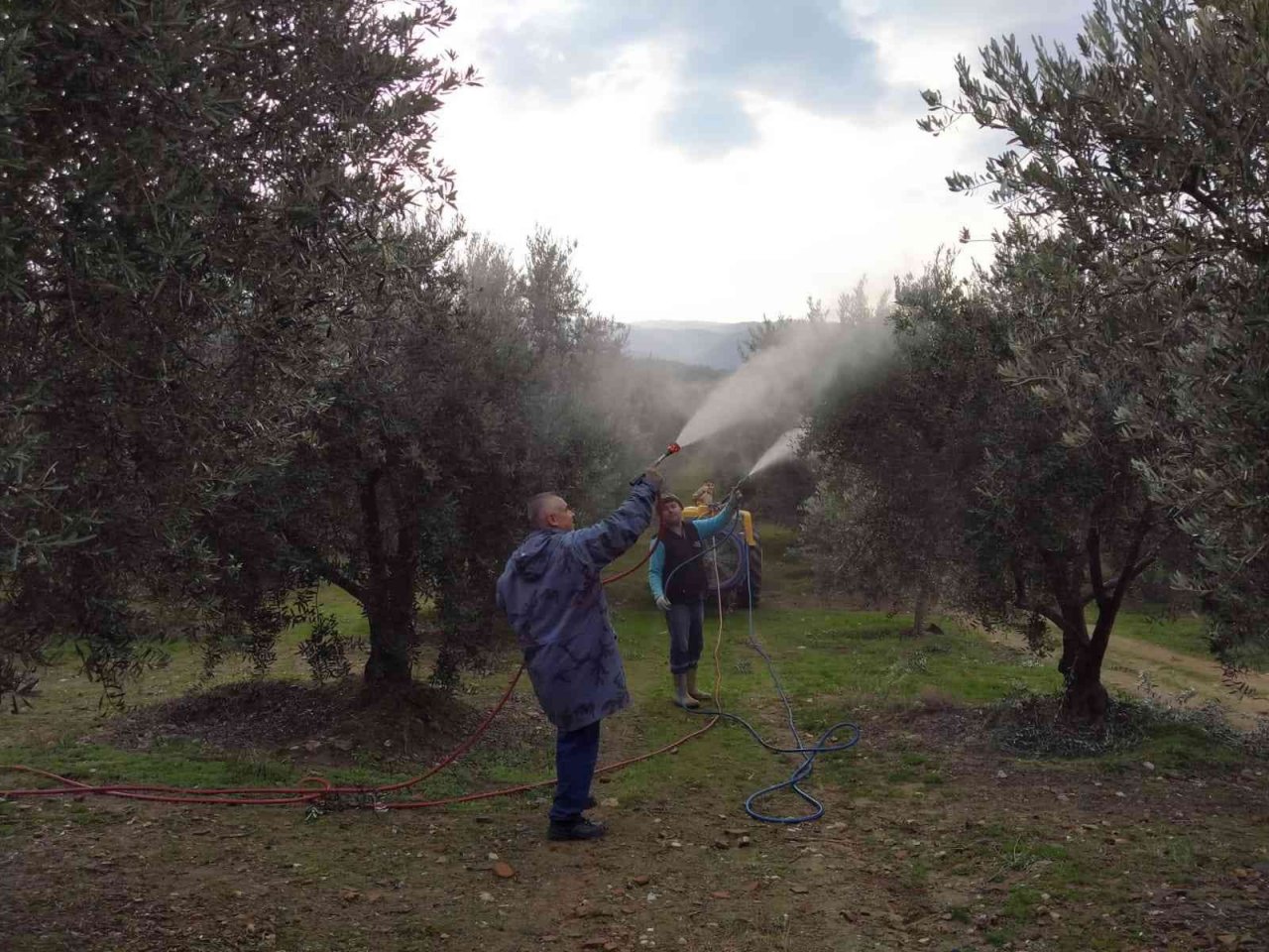 Baraj gölü deniz etkisi yaptı zeytinde bereket arttı