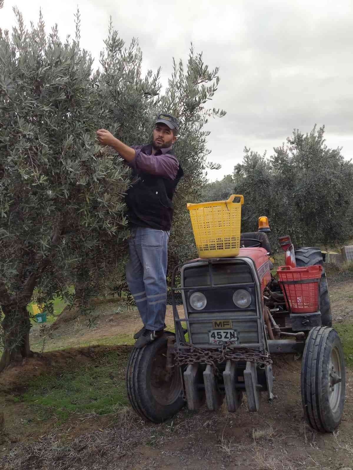 Baraj gölü deniz etkisi yaptı zeytinde bereket arttı