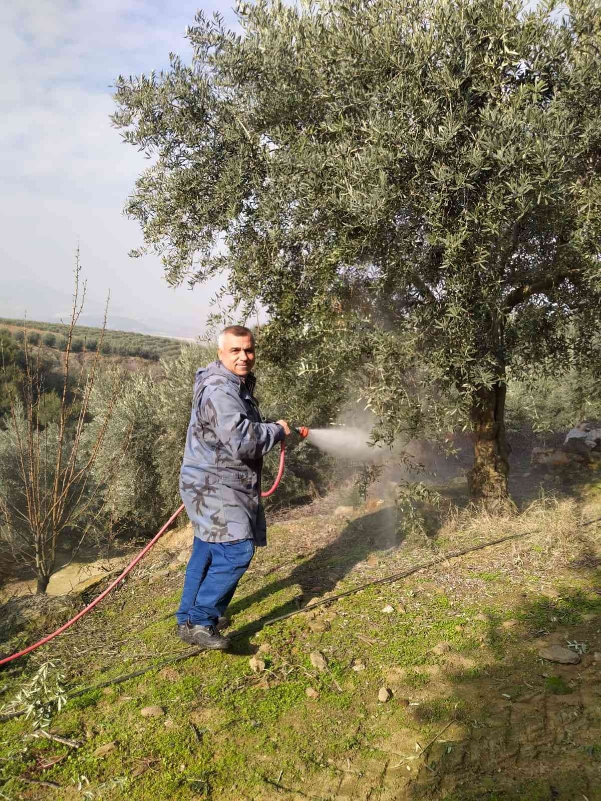 Baraj gölü deniz etkisi yaptı zeytinde bereket arttı