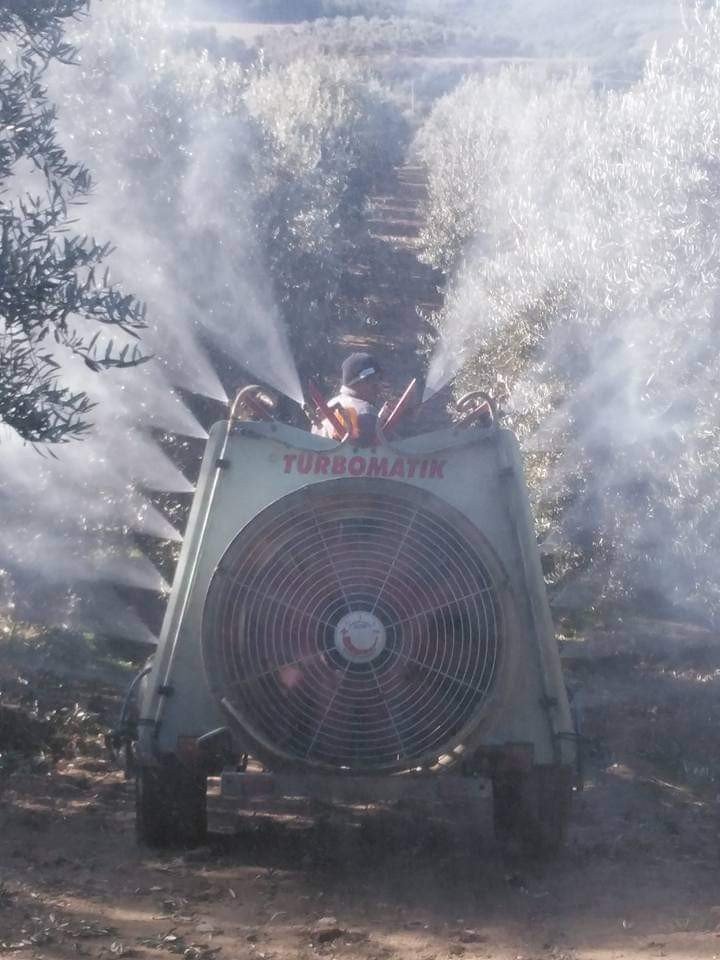 Baraj gölü deniz etkisi yaptı zeytinde bereket arttı