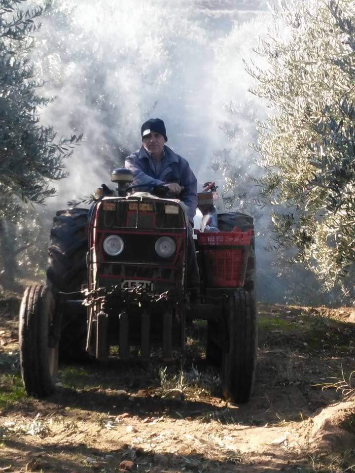 Baraj gölü deniz etkisi yaptı zeytinde bereket arttı