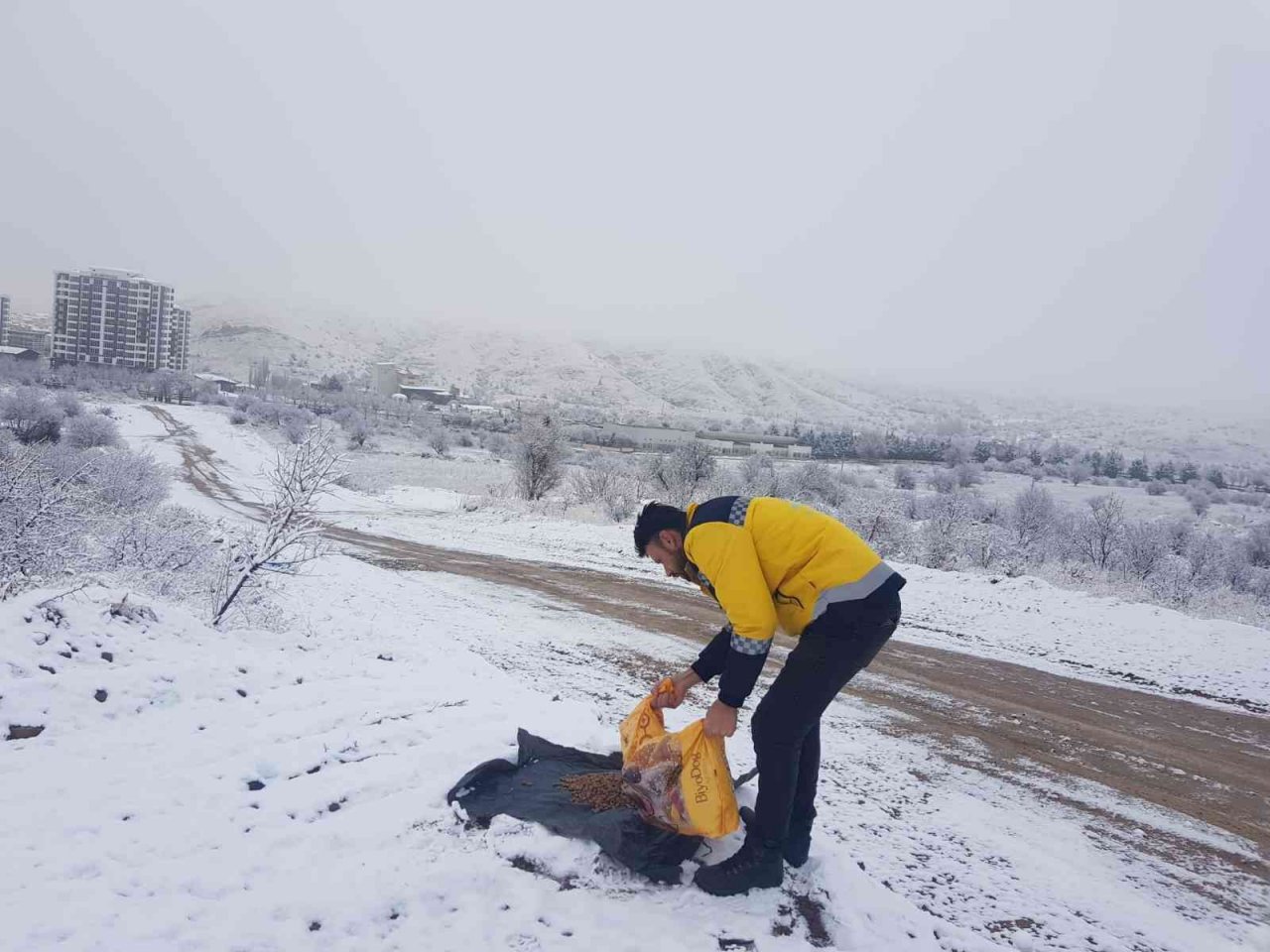 Belediye ekipleri sokak hayvanlarını unutmuyor