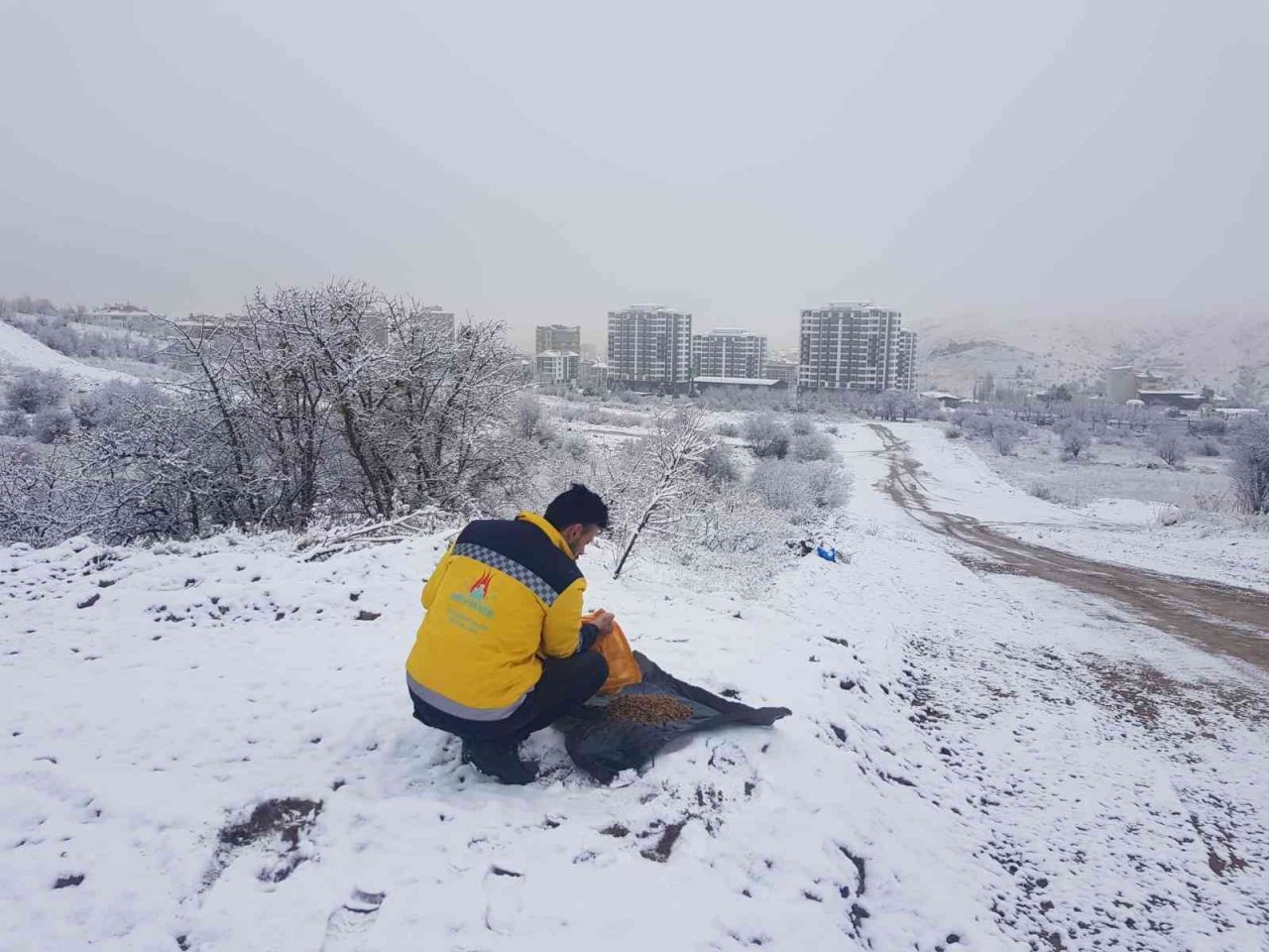 Belediye ekipleri sokak hayvanlarını unutmuyor