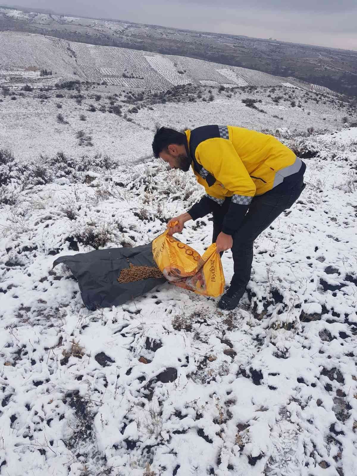 Belediye ekipleri sokak hayvanlarını unutmuyor