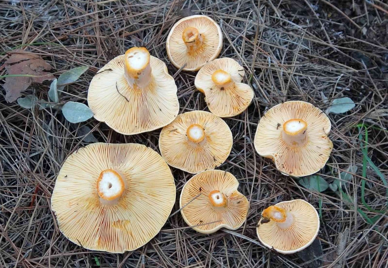 Ormanın bereketi "Kanlıca mantarı"