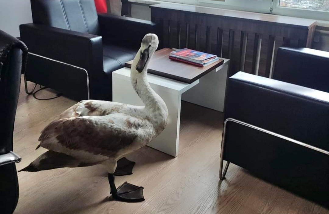 Yorgun düşen kuğunun imdadına polis yetişti