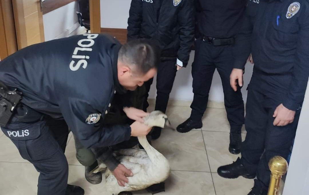 Yorgun düşen kuğunun imdadına polis yetişti