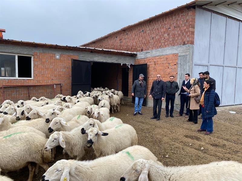 Malatya’da Akkaraman ırkı koyun yetiştiriciliği yaygınlaştırılıyor
