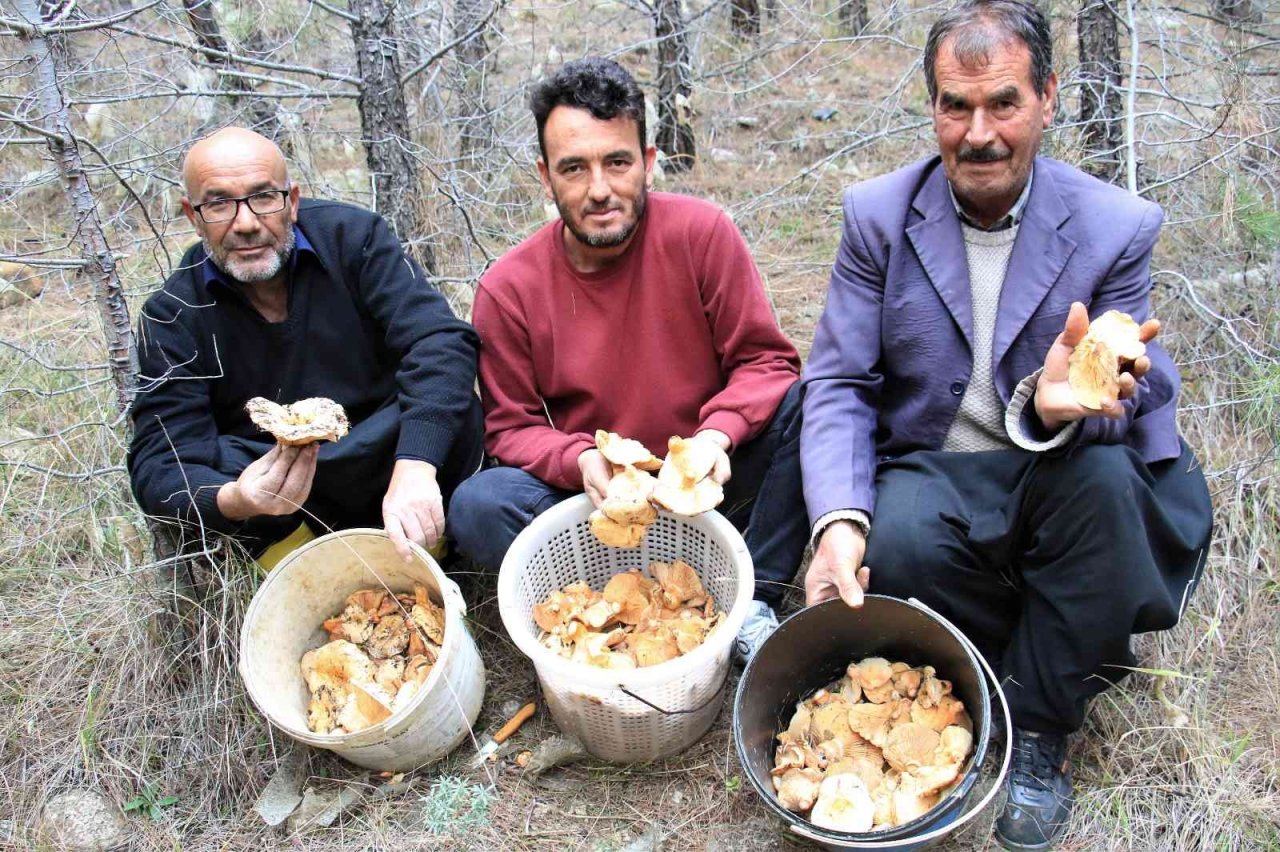 Ormanın bereketi "Kanlıca mantarı"