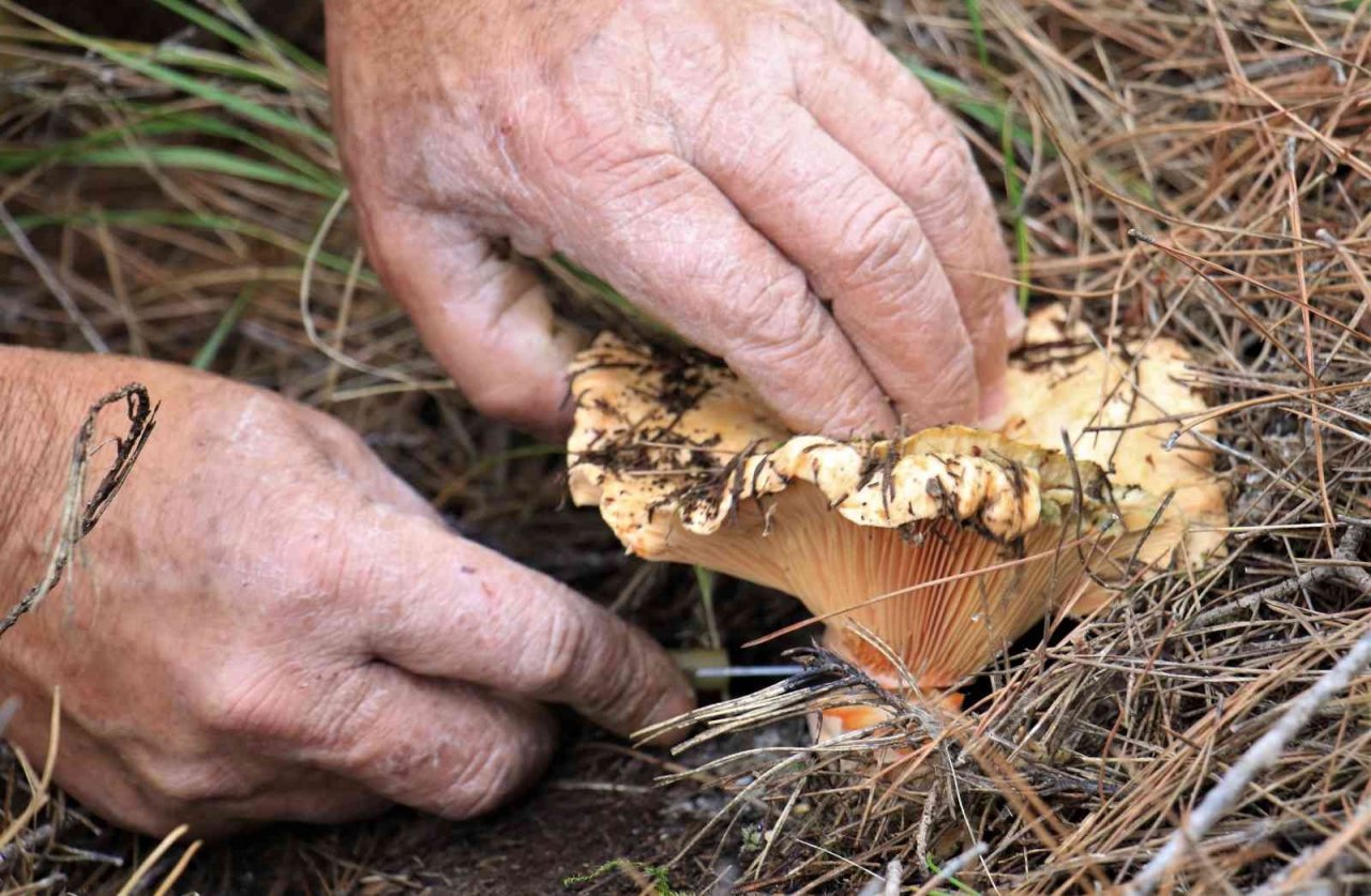 Ormanın bereketi "Kanlıca mantarı"