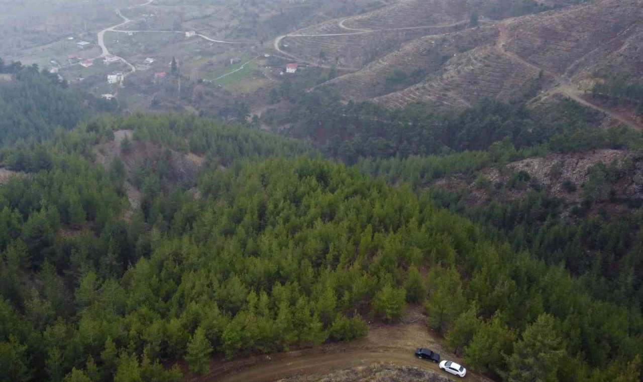 Ormanın bereketi "Kanlıca mantarı"