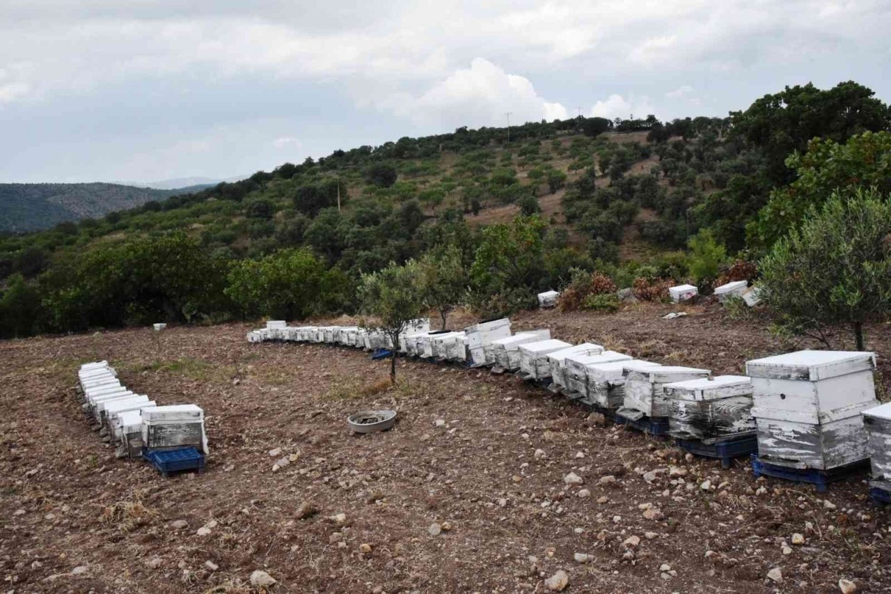 Yunusemre Belediyesi 2023 yılında da bal üreticilerini destekleyecek