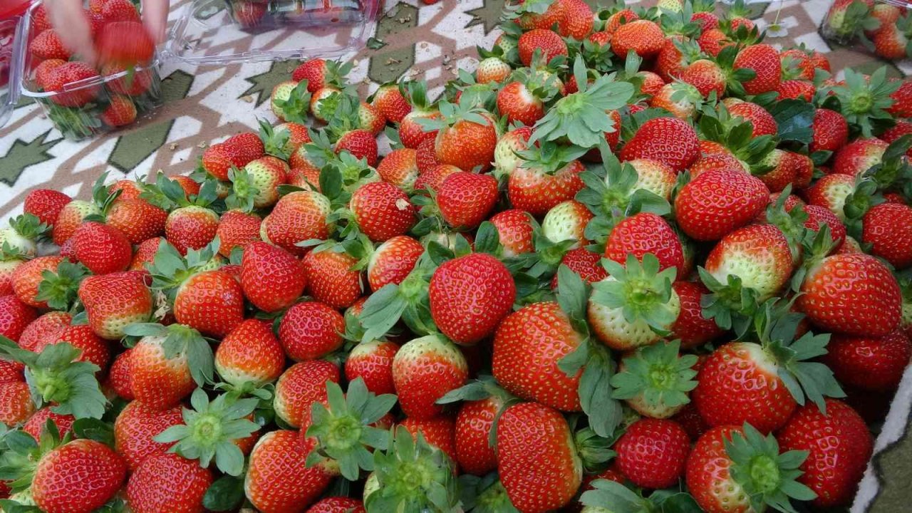 Adana’da kış ayında çilek hasadı: Kilosu 80 TL, bahçeye müşteriler kendileri toplamaya geliyor