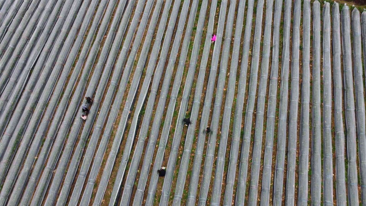 Adana’da kış ayında çilek hasadı: Kilosu 80 TL, bahçeye müşteriler kendileri toplamaya geliyor