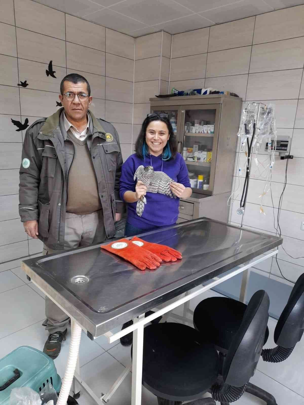 Öğrencilerin bulduğu yaralı atmaca tedavi altına alındı