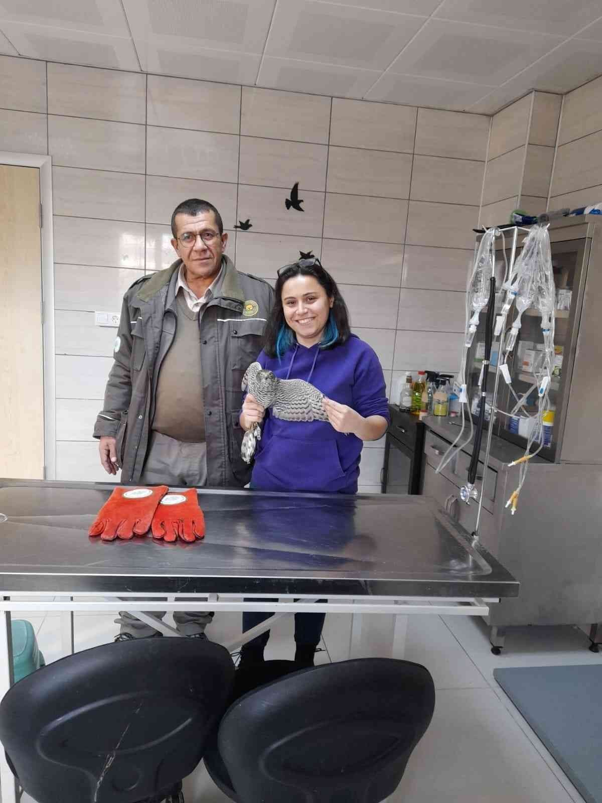 Öğrencilerin bulduğu yaralı atmaca tedavi altına alındı