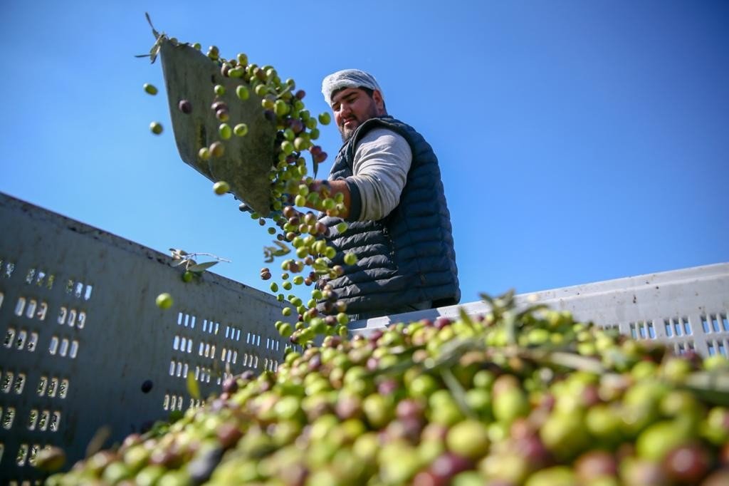 Yeni Şakran’ın aromatik zeytinyağları sofralardaki yerini alıyor