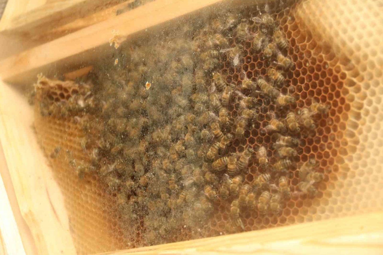 Arıları gözlemlemek için ‘Arıvaryum’ adında kovan dizayn etti