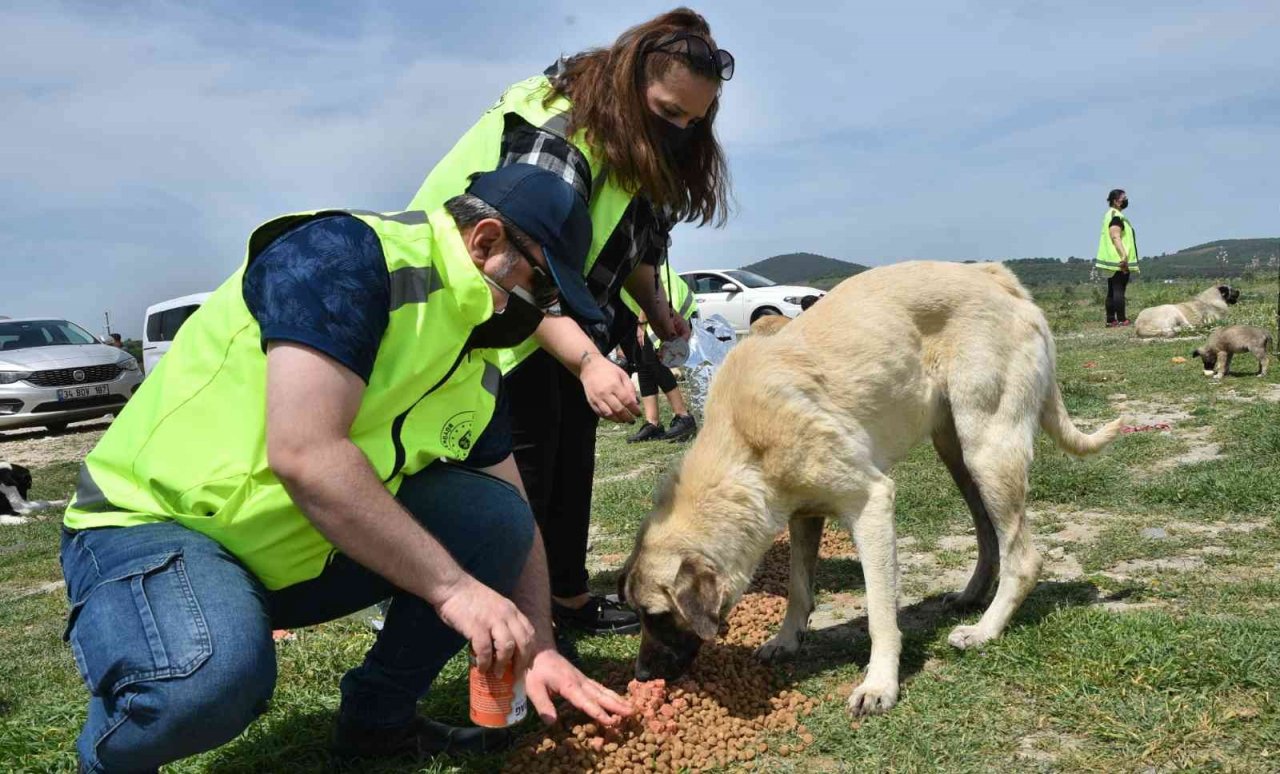 Sokak hayvanlarına büyükşehir şefkati