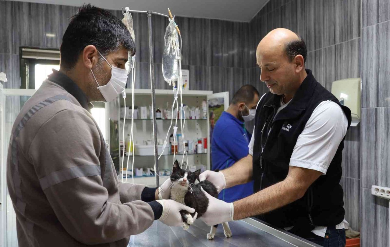 Sokak hayvanlarına büyükşehir şefkati