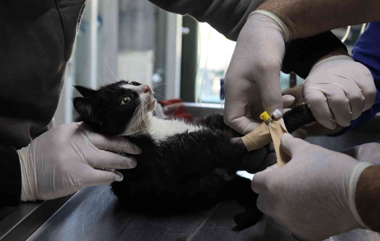 Sokak hayvanlarına büyükşehir şefkati