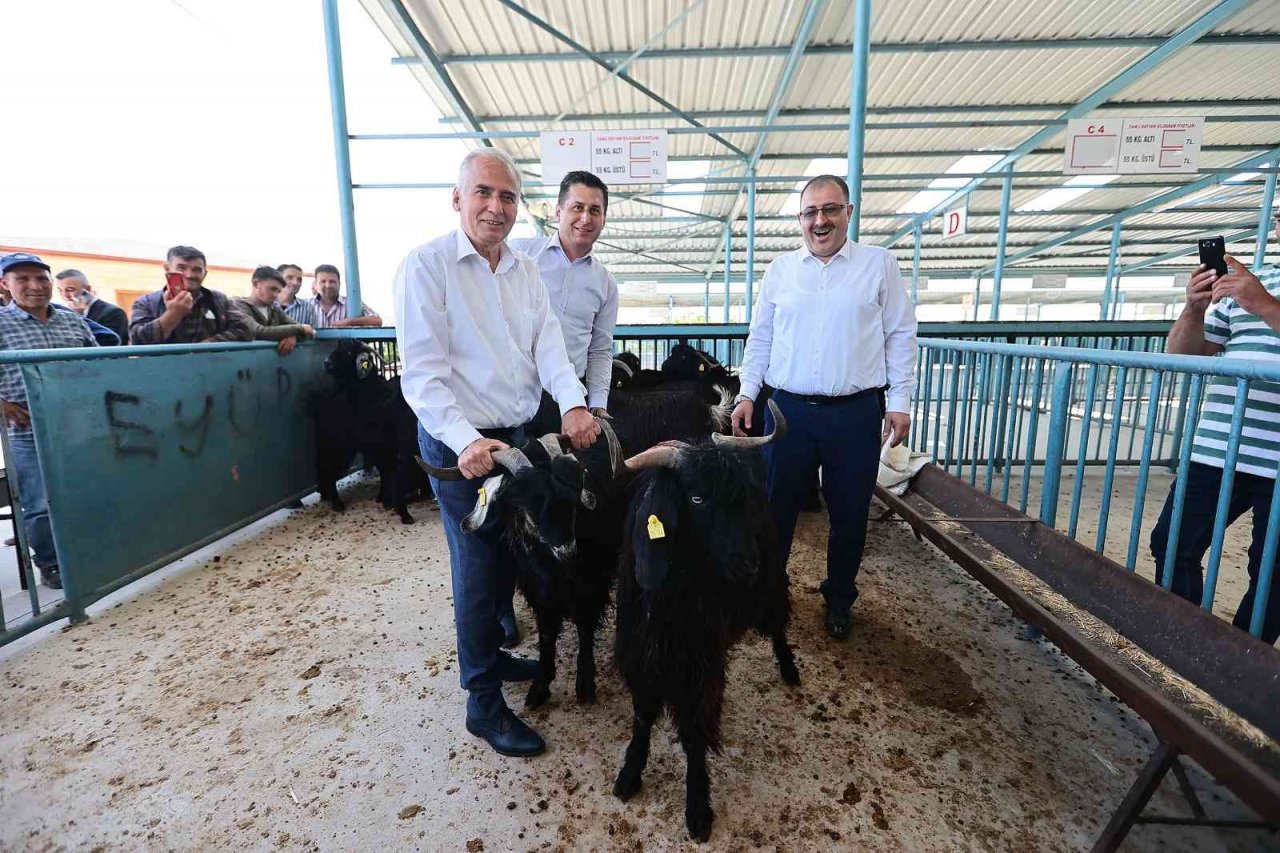 Denizlili yetiştiricilere 1000 adet damızlık koç ve teke dağıtılacak