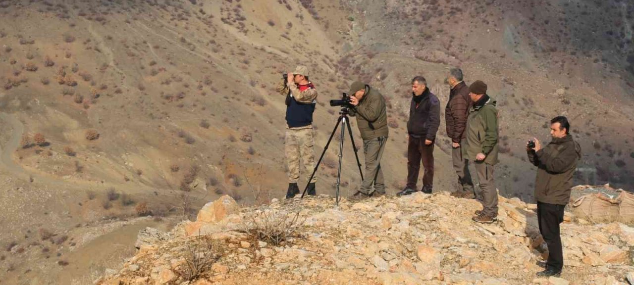 Elazığ’da yaban keçisi envanter çalışması yapıldı