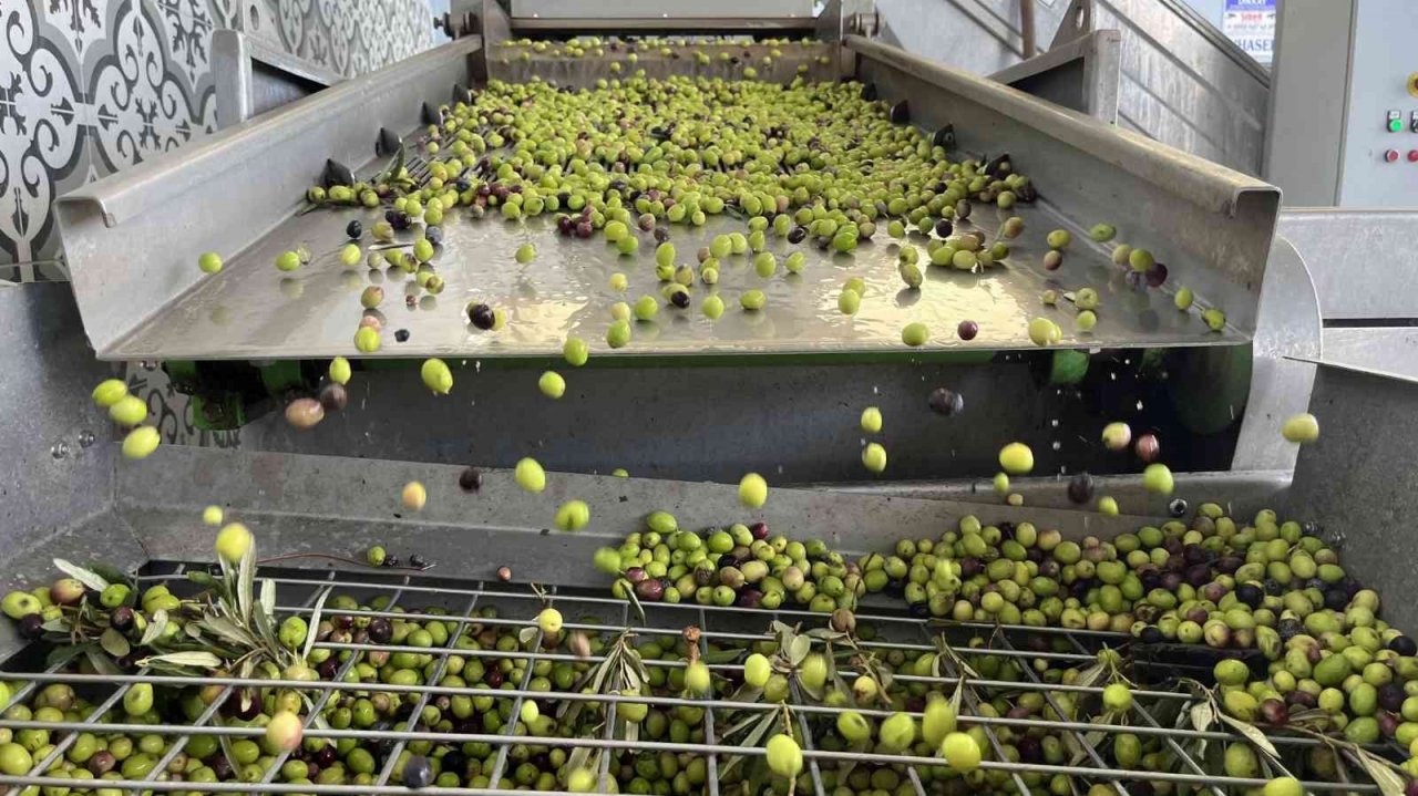 Yeni Şakran’ın aromatik zeytinyağları sofralardaki yerini alıyor