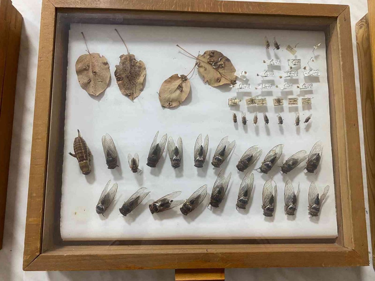 Öğrenciler böcek korkularını yendi