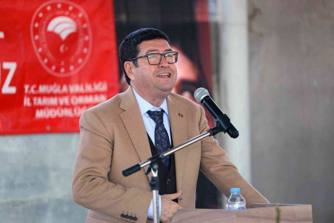 Menteşe’de 3 kırsal mahalleye 4 bin adet incin fidanı dağıtıldı