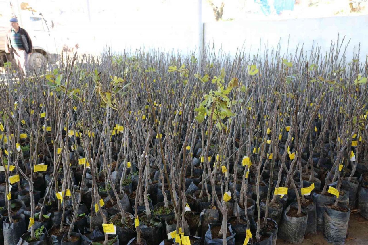 Menteşe’de 3 kırsal mahalleye 4 bin adet incin fidanı dağıtıldı