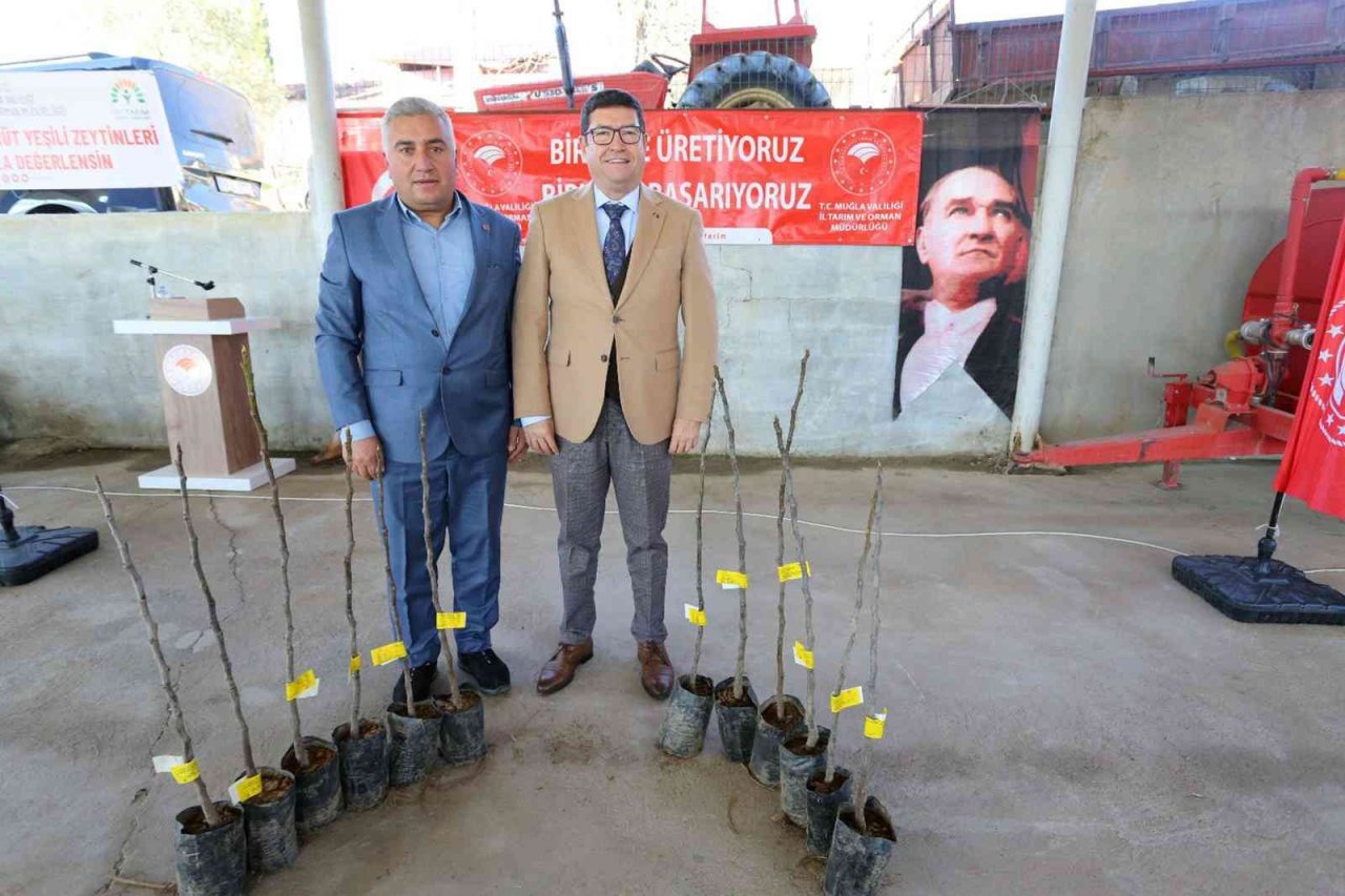 Menteşe’de 3 kırsal mahalleye 4 bin adet incin fidanı dağıtıldı