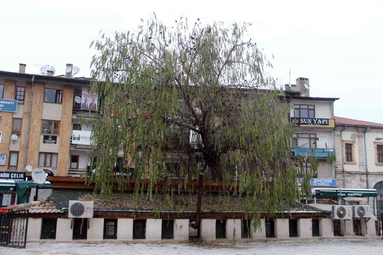 Kafenin ortasından yükselen ağaç dikkat çekiyor