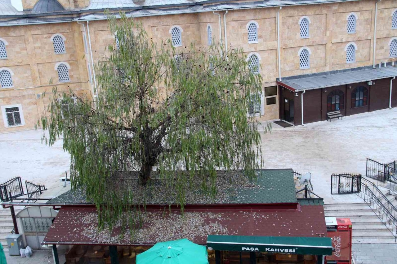 Kafenin ortasından yükselen ağaç dikkat çekiyor