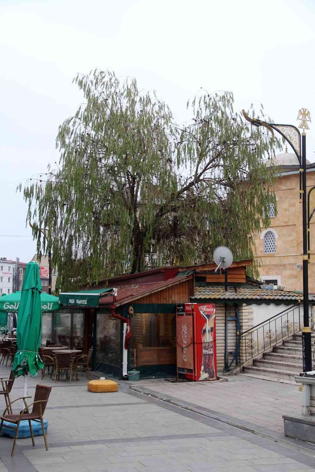 Kafenin ortasından yükselen ağaç dikkat çekiyor