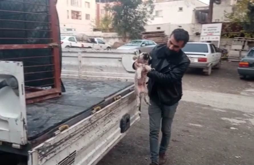 Derede mahsur kalan yavru köpeği itfaiye kurtardı