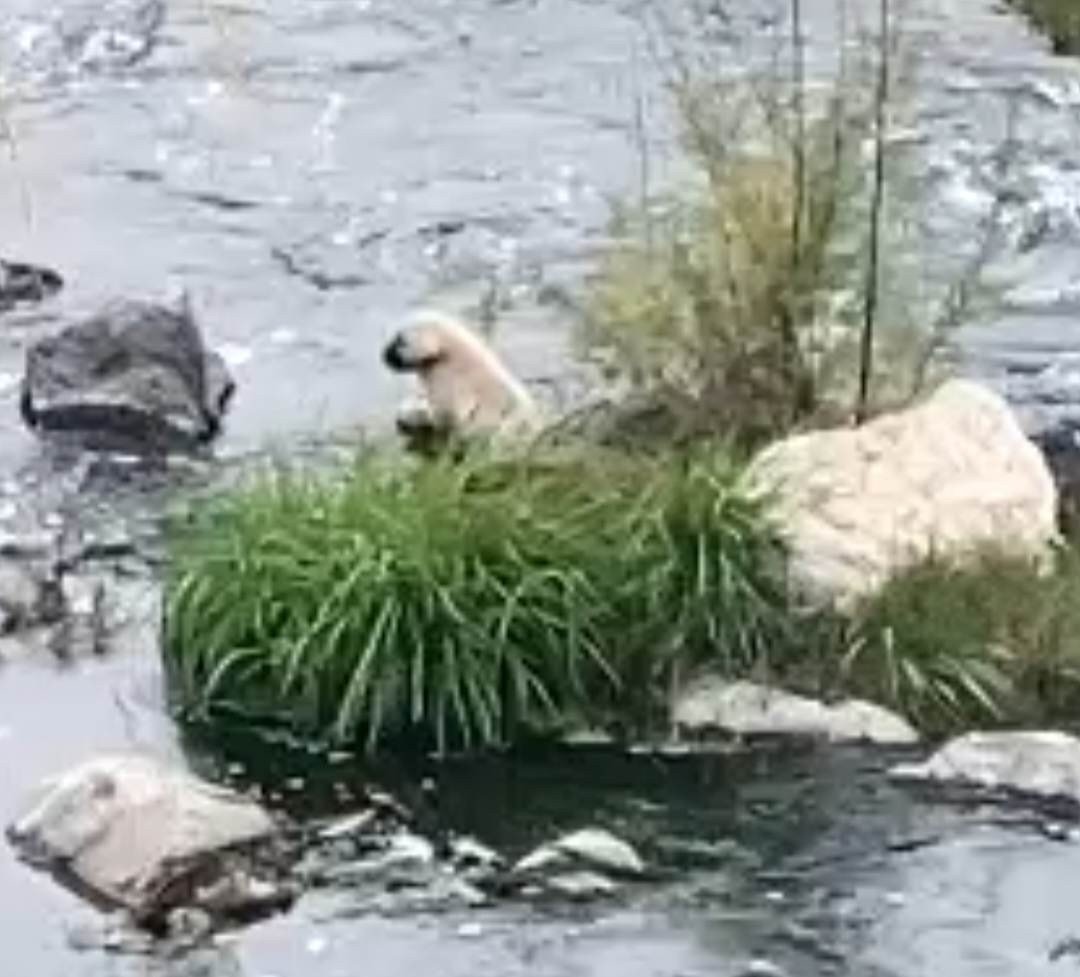 Derede mahsur kalan yavru köpeği itfaiye kurtardı