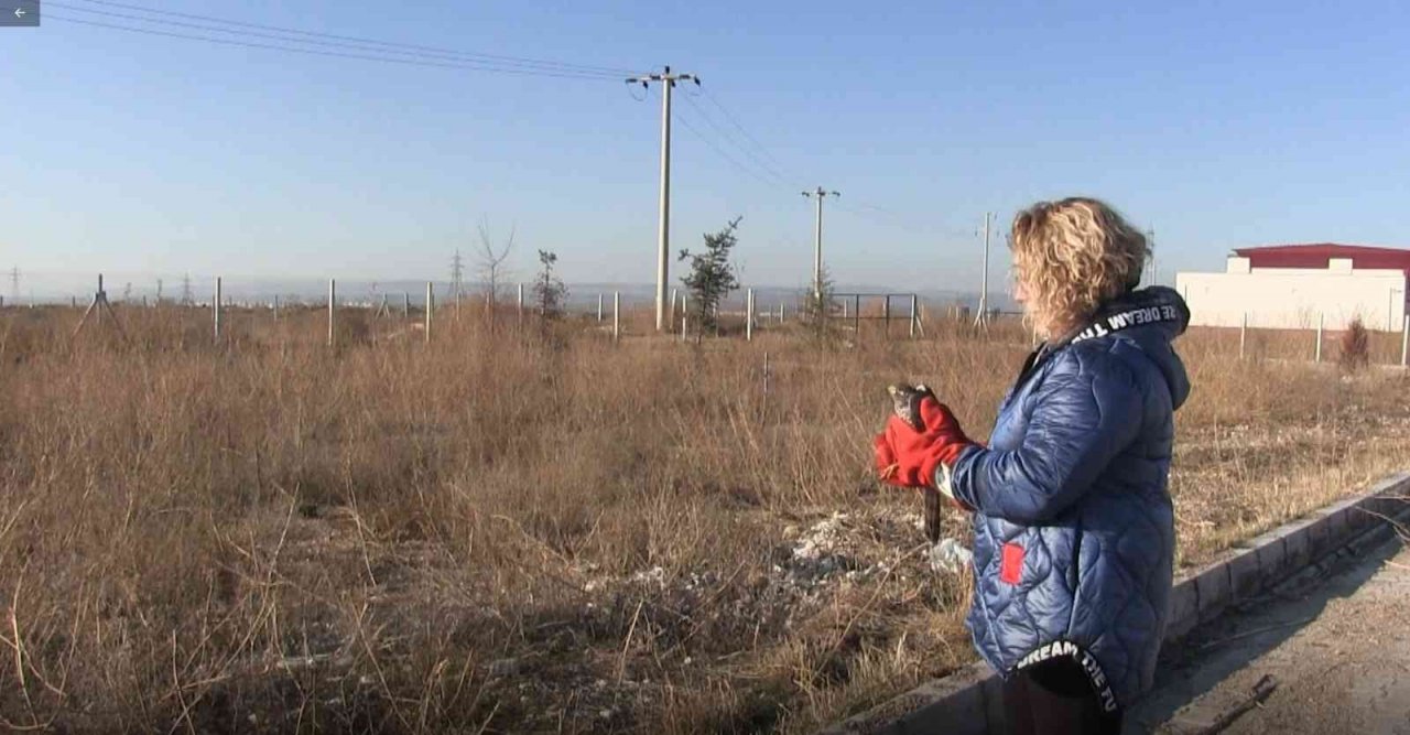Cama çarpan atmacanın tedavi tamamlandı ve doğa salındı