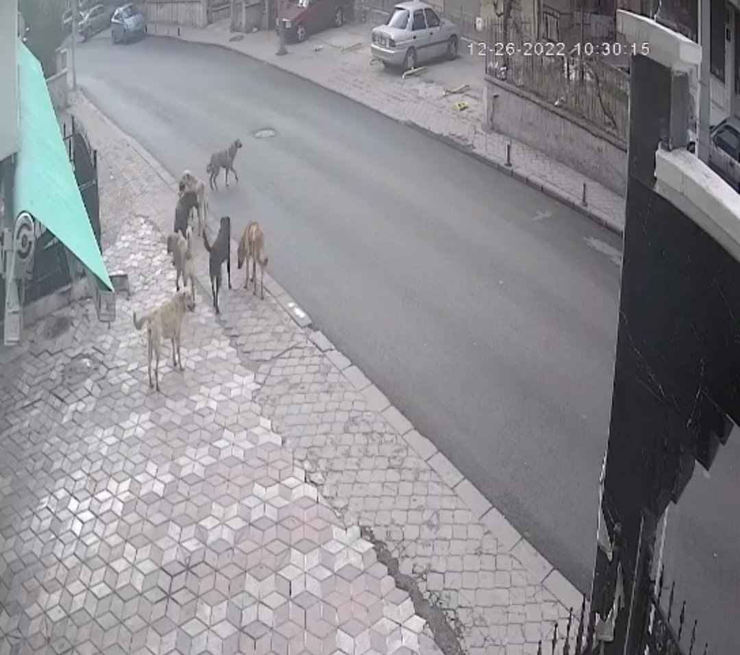 Başıboş köpeklerin saldırdığı vatandaşın yaşadığı dehşet kamerada