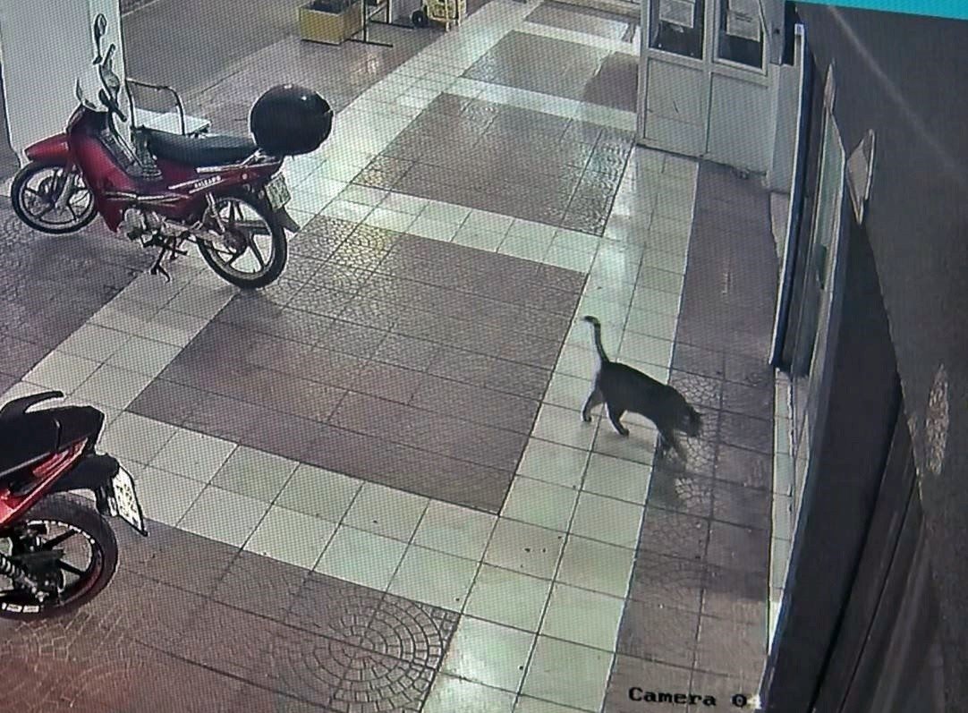 Diyeti bozan obez kedi asma tavanı çökertti